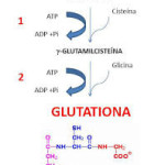 glutamato-glutationa